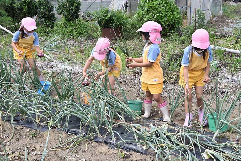 タマネギ収穫