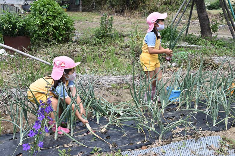 タマネギ収穫